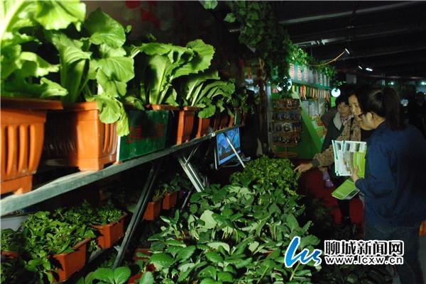 聊城：蔬菜盆景 能赏能吃
