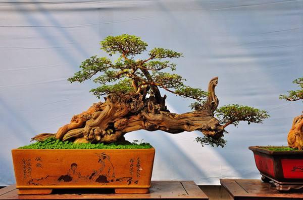 河南省第八届盆景艺术展即将在郑州植物园举办