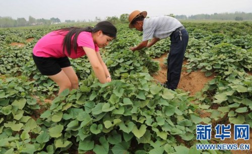 河南红薯变身盆景艺术 效益翻倍增 图片