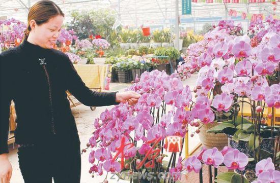 随着春节临近，花卉市场生意开始升温 