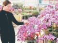 郑州鲜花盆景市场升温 百花争艳人气火爆 图片