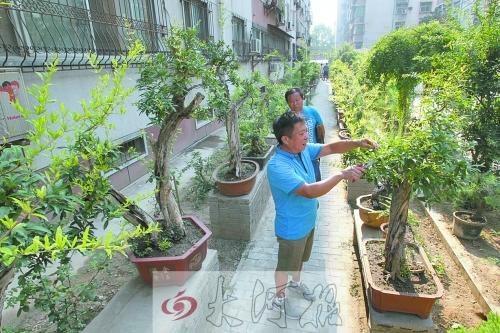 郑州市民花费30余万打造私家盆景园 成小区一景