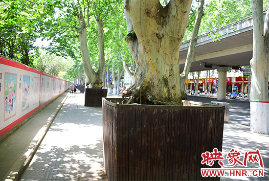 郑州金水路上法桐成“盆景” 绿化部门：是护树措施