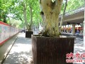 郑州金水路上法桐成盆景 绿化部门是护树措施