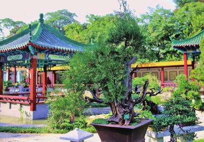 今天起 郑州市人民公园秋园盆景展免费开展