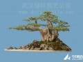 湖北省花木盆景协会召开第四届会员代表大会