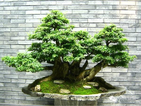 湖北花木盆景协会举办的“盆景艺术培训班”在武汉开办
