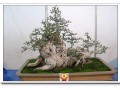 武汉植物园50余盆大型桃树盆景提前开 图片