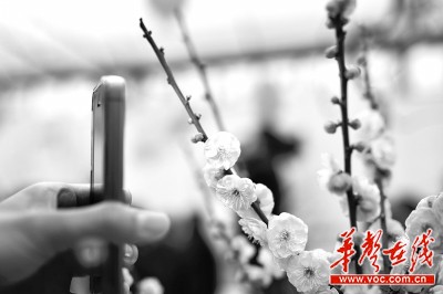 湖南省植物园大型盆景梅展 4大赏梅地各具特色