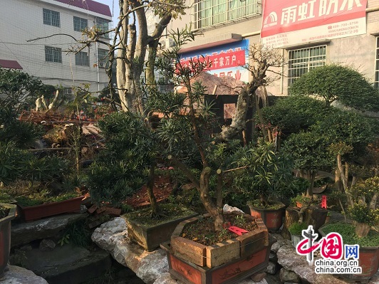 湖南湘潭县白石盆景书画艺术协会挂牌成立