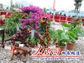 永州首届花卉盆景赏石展在东安举行