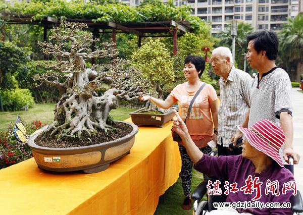 湛江首届社区园林大型盆景艺术展开幕
