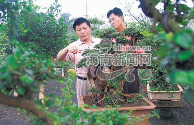 海南盆景艺术工作者刘传刚获得盆景艺术大师称号
