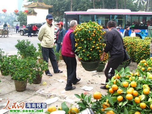 春节来临花卉走俏 盆景花大受海口市民青睐