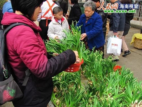 春节来临花卉走俏 盆景花大受海口市民青睐