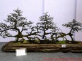 四川杜甫诗意盆景展