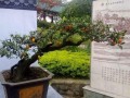 遂宁市根雕奇石盆景协会举行迎新春暨2016年会