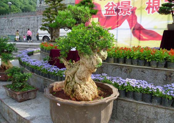 清镇市将举办贵州盆景奇石艺术展