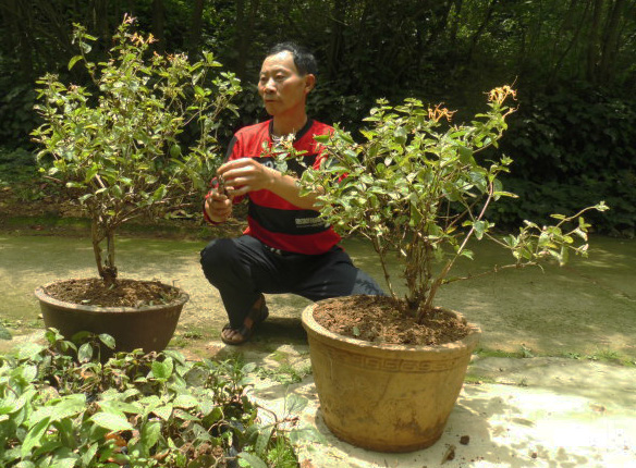 贵阳园林绿化科研院栽种木本金银花盆景成功