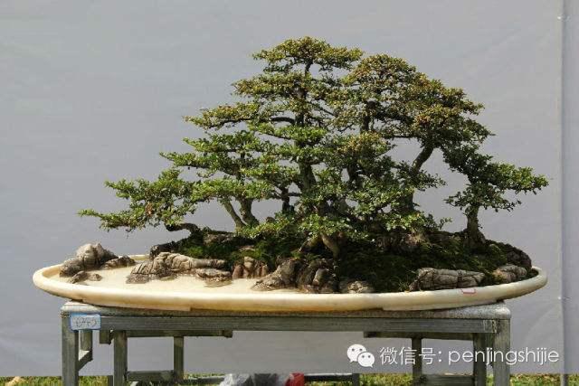 云南：宣威将举办首届盆景展览会