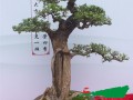 云南红河盆景艺术展启幕 乡土树种同台媲美唱主角