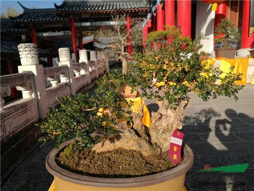丽江盆景盛宴凸显地方特色 树种丰富精品众多韵味十足