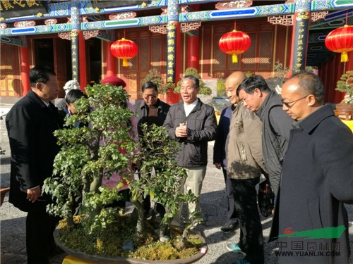 丽江盆景盛宴凸显地方特色 树种丰富精品众多韵味十足
