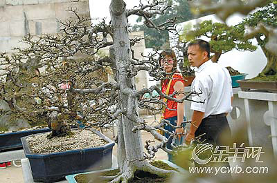 第二届中国（陈村）盆景赏石博览会30日开幕