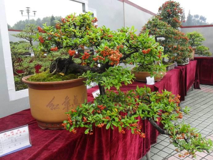 哈尔滨邮局办事处首次截获韩国进境带土盆景植物