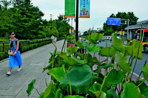 济南路边盆景荷花遭黑手 骨朵还没盛开就被掐头