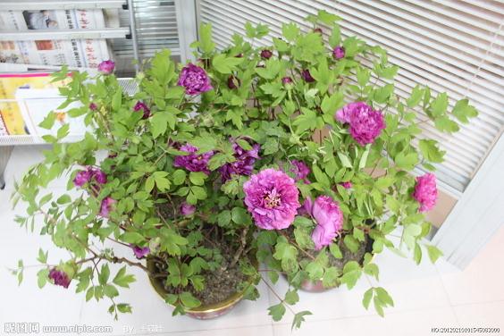 鲜花市场价普遍涨10% 紫薇龙型盆景均过万元