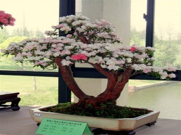 北京：景山公园第十届牡丹花卉暨盆景艺术展开展