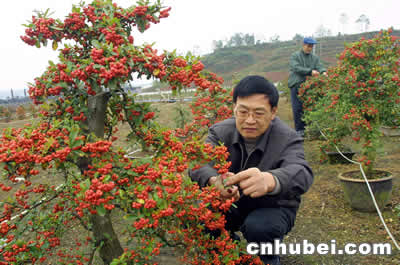 来凤县大力培植花卉盆景产业（图）