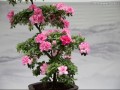 十五届盆景花卉展开始布展