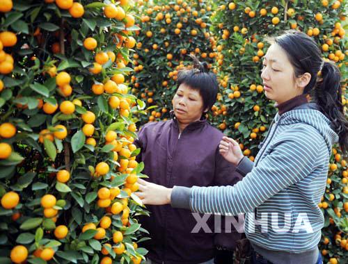 数千个花卉盆景品种吸引了众多市民前往观赏采购