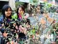 数千个花卉盆景品种吸引了众多市民前往观赏采购