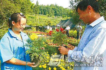 咸丰县高乐山镇万全花卉园林公司买花卉盆景的人骆驿不绝