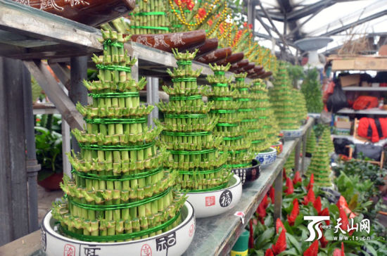 春节将至 乌鲁木齐“喜庆”盆景花卉销售走俏