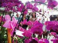 新疆春节临近 各种花卉及盆景受市民青睐