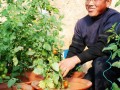 培育盆景番茄 海阳农民增收致富另类求新