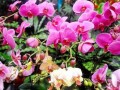 银川市民市场选购花卉盆景 营造喜庆节日气氛