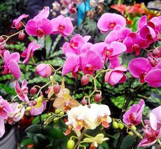 银川市民市场选购花卉盆景 营造喜庆节日气氛