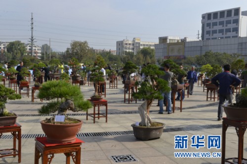 2014山东省沂源桂花盆景艺术展览开幕