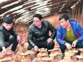 代县中学青年生物教师张建新培育出盆景灵芝