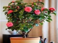 中国平阴玫瑰节将有数千盆盆景玫瑰上市
