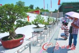 龙川县首届盆景雅石艺术展免费展至本月25日