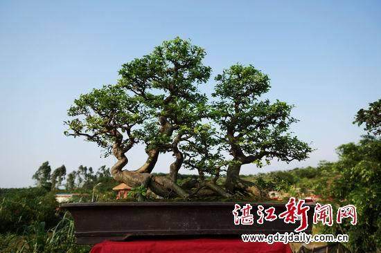 安徽(蚌埠)第四届玉器奇石古玩盆景博览会