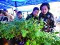 苏州光华社区环保创举 居民可用2节旧电池换盆栽