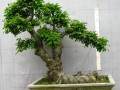 榆树盆景休眠枝怎么扦插的方法