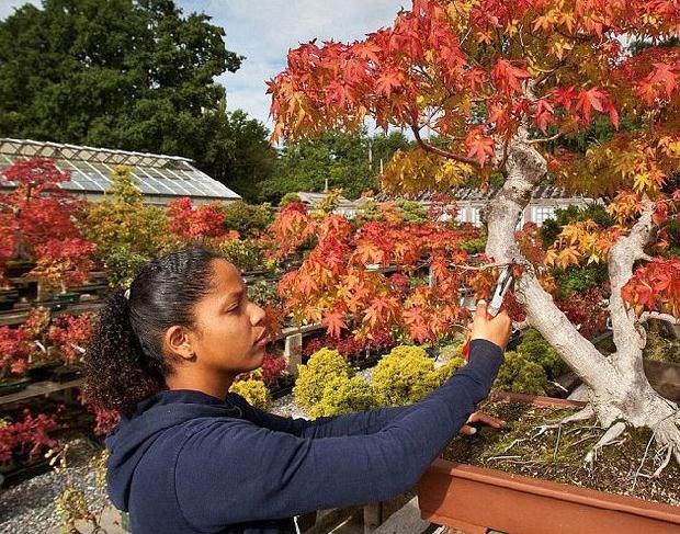 英国盆景苗圃微型树展现秋日美景